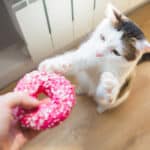 Can Cats Eat Donuts