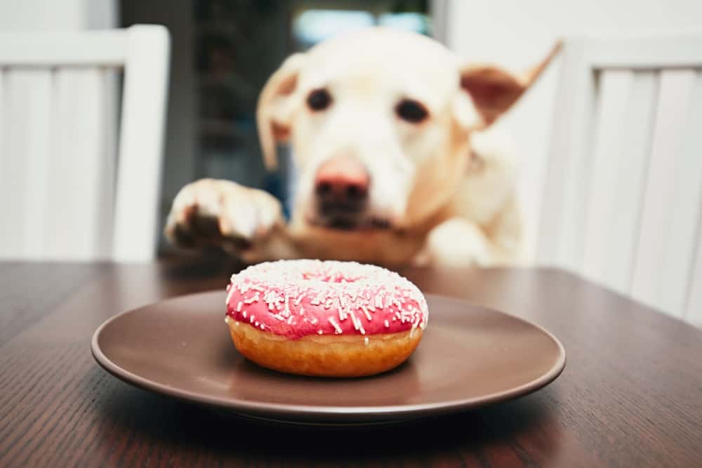 Dog donut