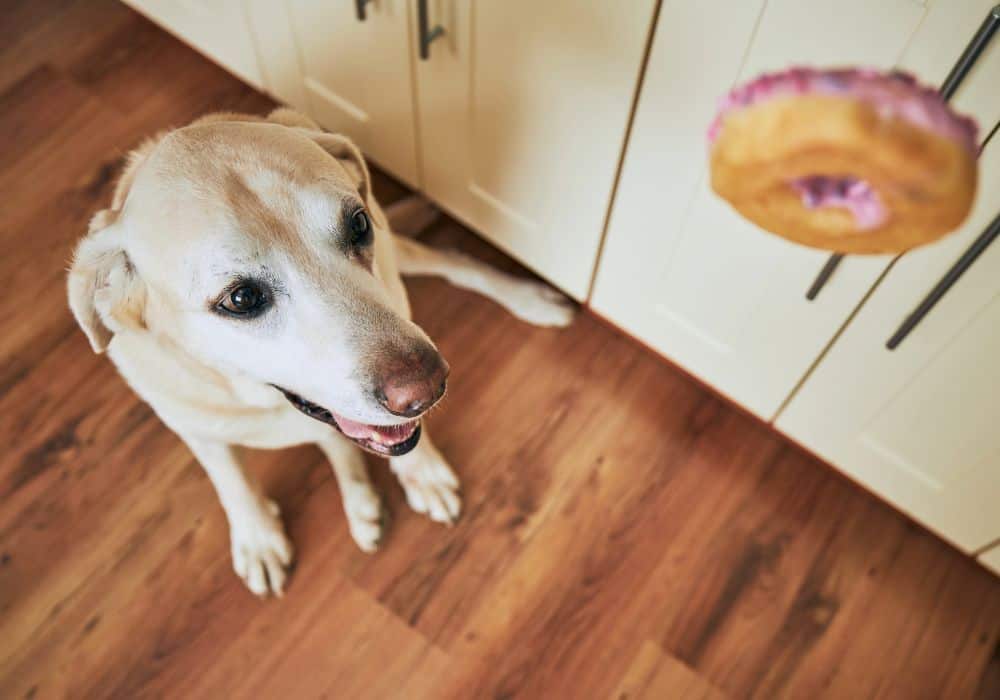 What Happens When a Dog Eats a Donut